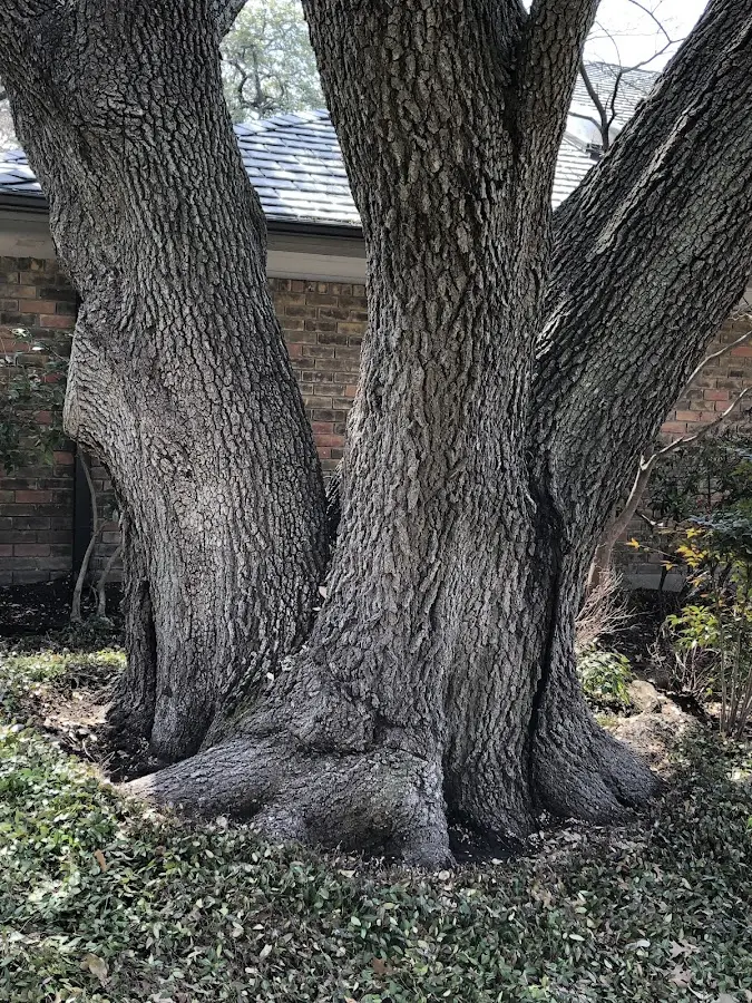 Mature heritage tree close to a Red Hook property cared for by certified arborists